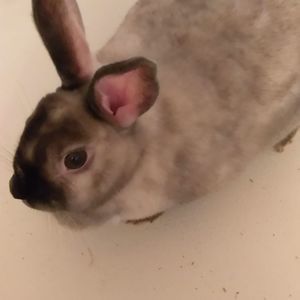 Meet your Posher, Tasha